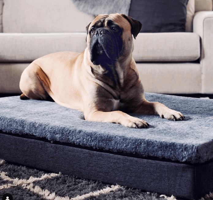 Snooza Big Dog Bed Chinchilla being tested by our review team.