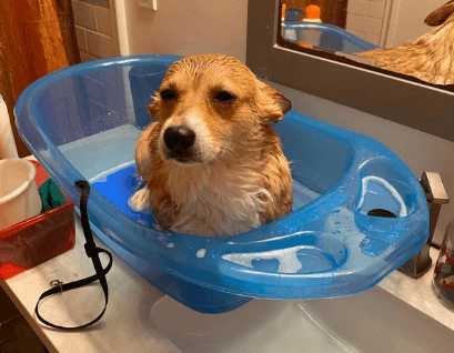 Pet Gear Pup-Tub being tested by our review team.