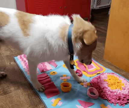 Petvins Dog Snuffle Mat being tested by our review team.