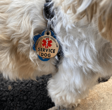 K9King Service Dog TAG being tested by our review team.