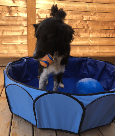 LXBH Pet Bathtub being tested by our review team.