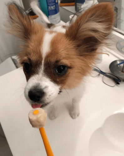 Emours 360-Degree Pet Toothbrush Dental Care Kit being tested by our review team.