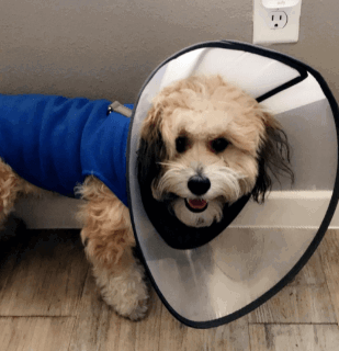 S-Lifeeling Recovery Cone being tested by our review team.