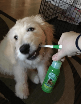 TropiClean Fresh Breath Oral Care Kit being tested by our review team.