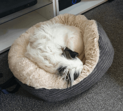 rosewood 40 winks dog beds