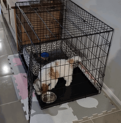 i.Pet Pet Kennel being tested by our review team.
