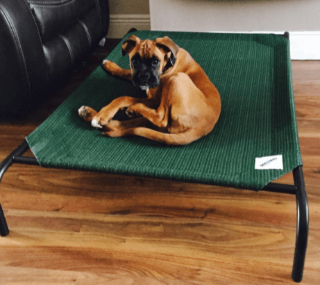 The Original Elevated Pet Bed by Coolaroo being tested by our review team.