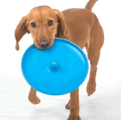 Aussie Dog Fly It Blue being tested by our review team.