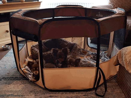 Zampa Portable Playpen being tested by our review team.
