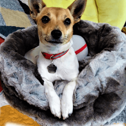 rosewood 40 winks dog beds