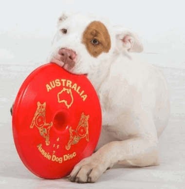 Aussie Dog Fly It Red being tested by our review team.