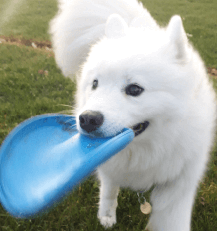 Kong Puppy Flyer being tested by our review team.