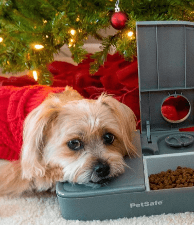 PetSafe Automatic 2 Meal Pet Feeder being tested by our review team.