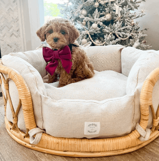 The Mila - Rattan Basket Bed for Dog