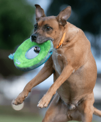 Chuckit! Zip Flight being tested by our review team.