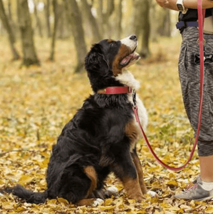 Dog Nation Sirius Genuine Personalised Leather Dog Collar being tested by our review team.