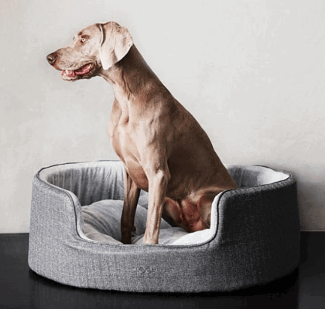 do greyhounds need extra large dog beds