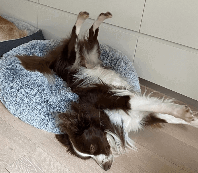 SNOOZA Soothing & Calming Silver Fox Bed XL being tested by our review team.