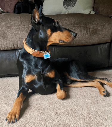 Soft Touch Collars being tested by our review team.