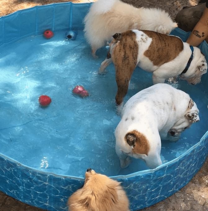 All for Paws Chill Out Splash and Fun Dog Pool being tested by our review team.