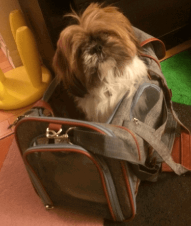 Mr Peanut's Airline Approved Soft Sided Pet Carrier being tested by our review team.