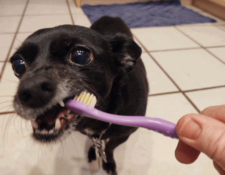 Petrodex Enzymatic Toothpaste for Dogs being tested by our review team.
