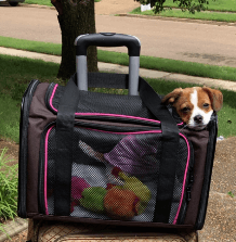 Aivituvin Soft-Sided Dog Travel Carrier being tested by our review team.