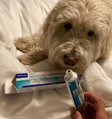 Virbac CET Enzymatic Toothpaste being tested by our review team.