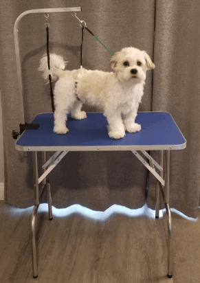SHELANDY Professional Pet Grooming Table being tested by our review team.