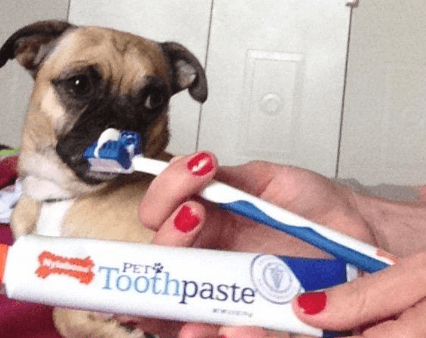 Nylabone Advanced Oral Care Puppy Dental Kit being tested by our review team.
