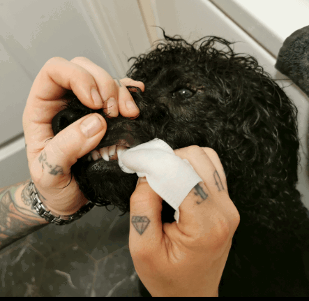 Vet's Best Teeth Finger Pads being tested by our review team.