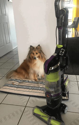 BISSELL 2454f Pet Hair Eraser Turbo being tested by our review team.