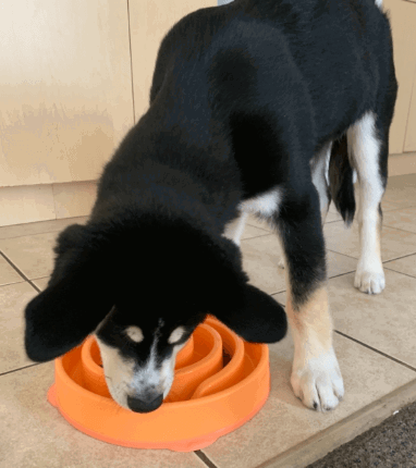 Outward Hound Fun Feeder being tested by our review team.