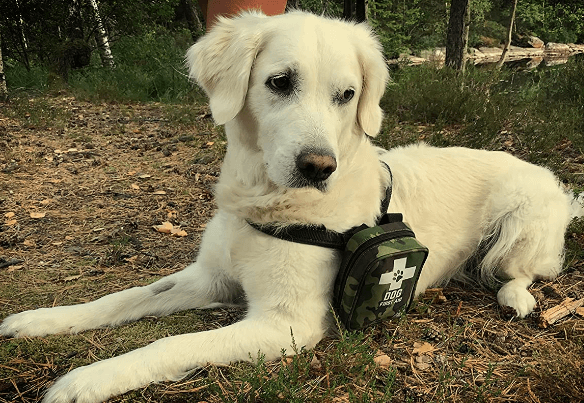 PushOn Dog First Aid Kit being tested by our review team.