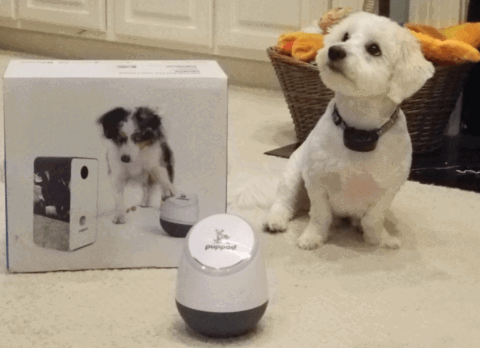 PupPod Rocker & Feeder w/Video being tested by our review team.