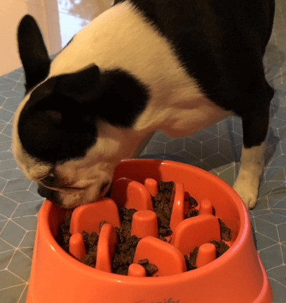 Zenify Dog Bowl Slow Feeder being tested by our review team.