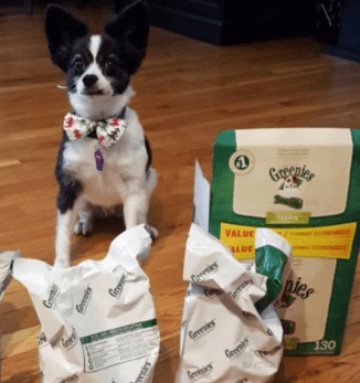 Greenies Original Dental Dog Treat being tested by our review team.