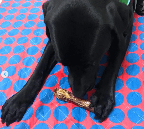 Ziwi Peak Deer Shank being tested by our review team.