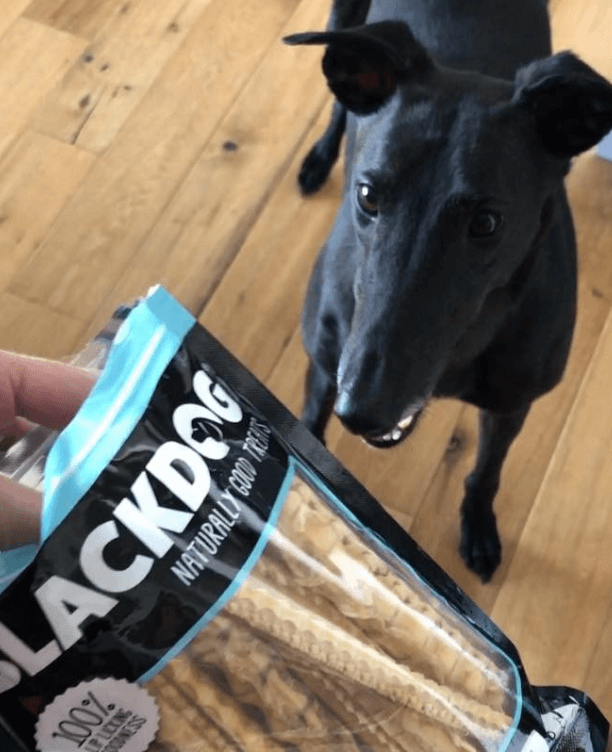 Shark Cartilage For Dogs (2023 Buyers Guide)