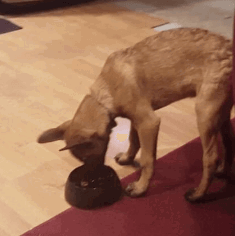 Dogit Go Slow Bowl being tested by our review team.