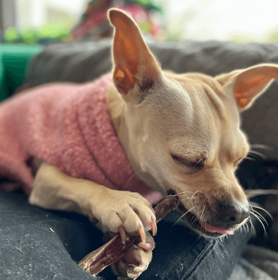 Balanced Life Kangaroo Tail Treat being tested by our review team.