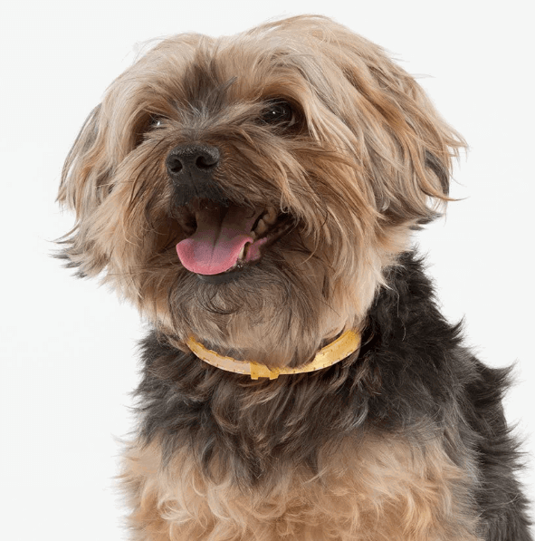 Natural Care Repellent Flea and Tick Collar for Dogs and Puppies being tested by our review team.