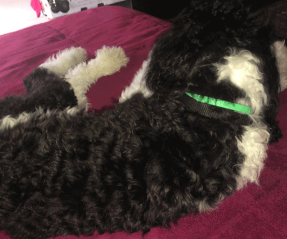 Beloved Pets Flea and Tick Collar for Dogs and Cats being tested by our review team.