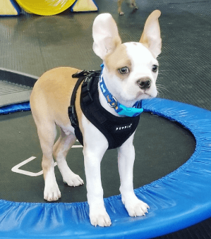 Puppia Ritefit Dog Harness being tested by our review team.