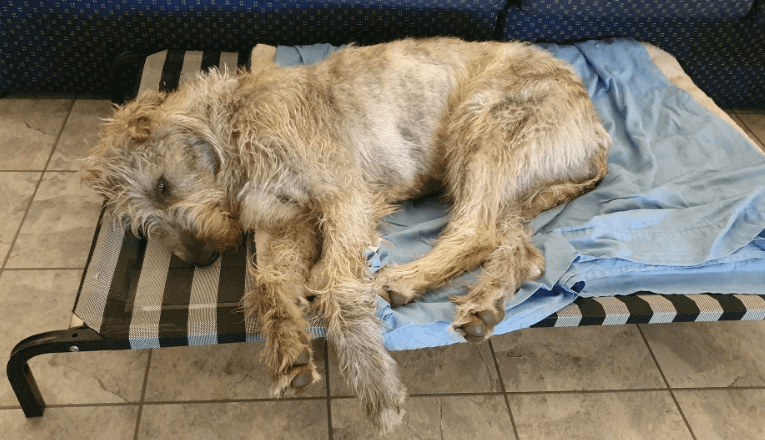 KAZOO Daydream Dog Bed Classic Zebra being tested by our review team.