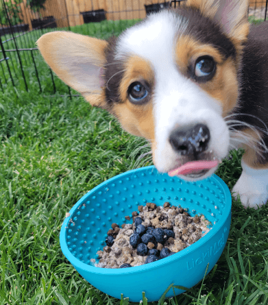 Lickimat Wobble Boredom Buster Slow Feeder being tested by our review team.
