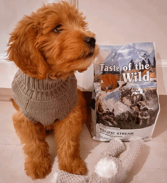 Taste of the Wild Puppy Food being tested by our review team.