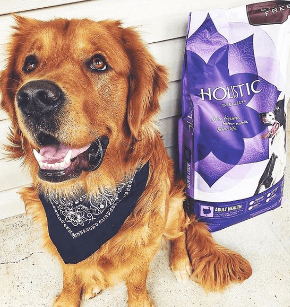 Holistic Select Dry Food Deboned Turkey And Lentils being tested by our review team.