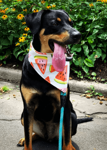 Frienda 10 Piece Puppy Bandana Set being tested by our review team.