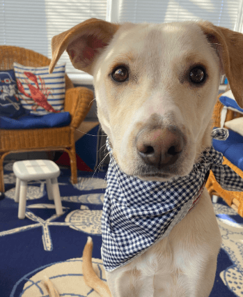 ARING PET Dog Bandana being tested by our review team.